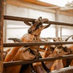 Love cupon della Fattoria