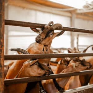 Love cupon della Fattoria