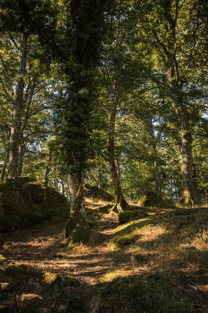 cammino di francesco