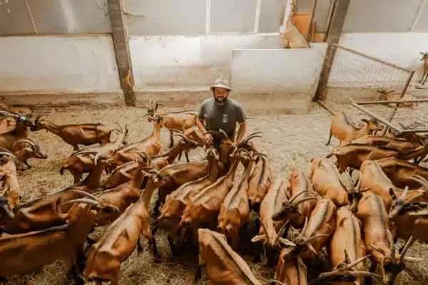 Esperienze in Fattoria